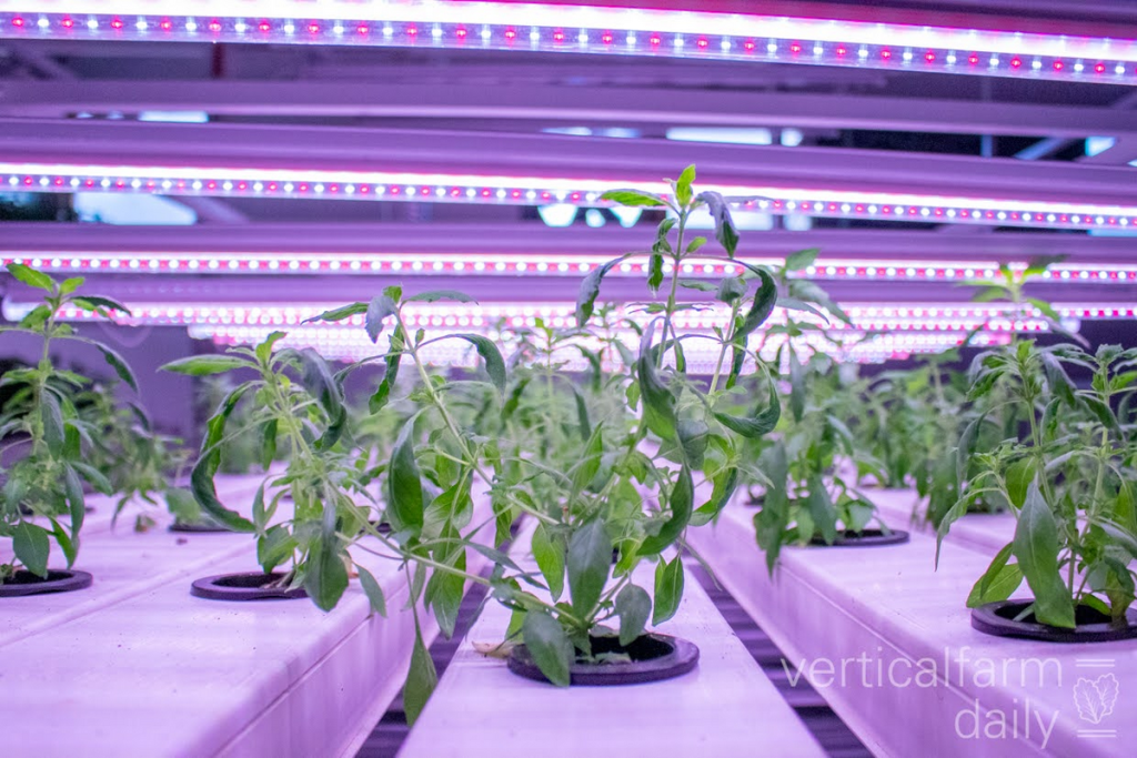 Credit: Vertical Farm Daily Greeneration Raises $5m from Future Food Foundry