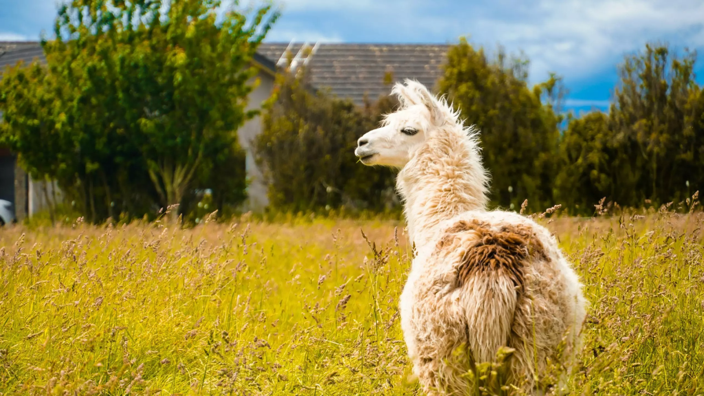 Alpaca Raises $52M to Expand MENA Brokerage Access