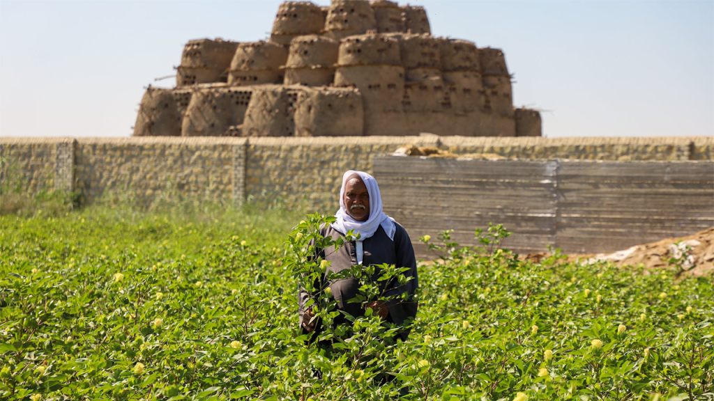 SEKEM to Invest $10M in MENA Food, Agriculture, Expansion